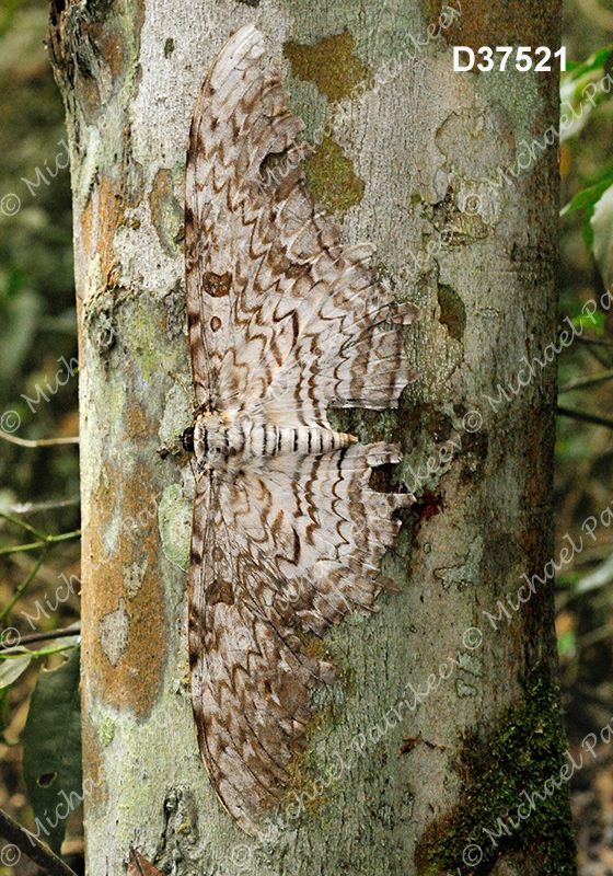 White Witch (Thysania agrippina)